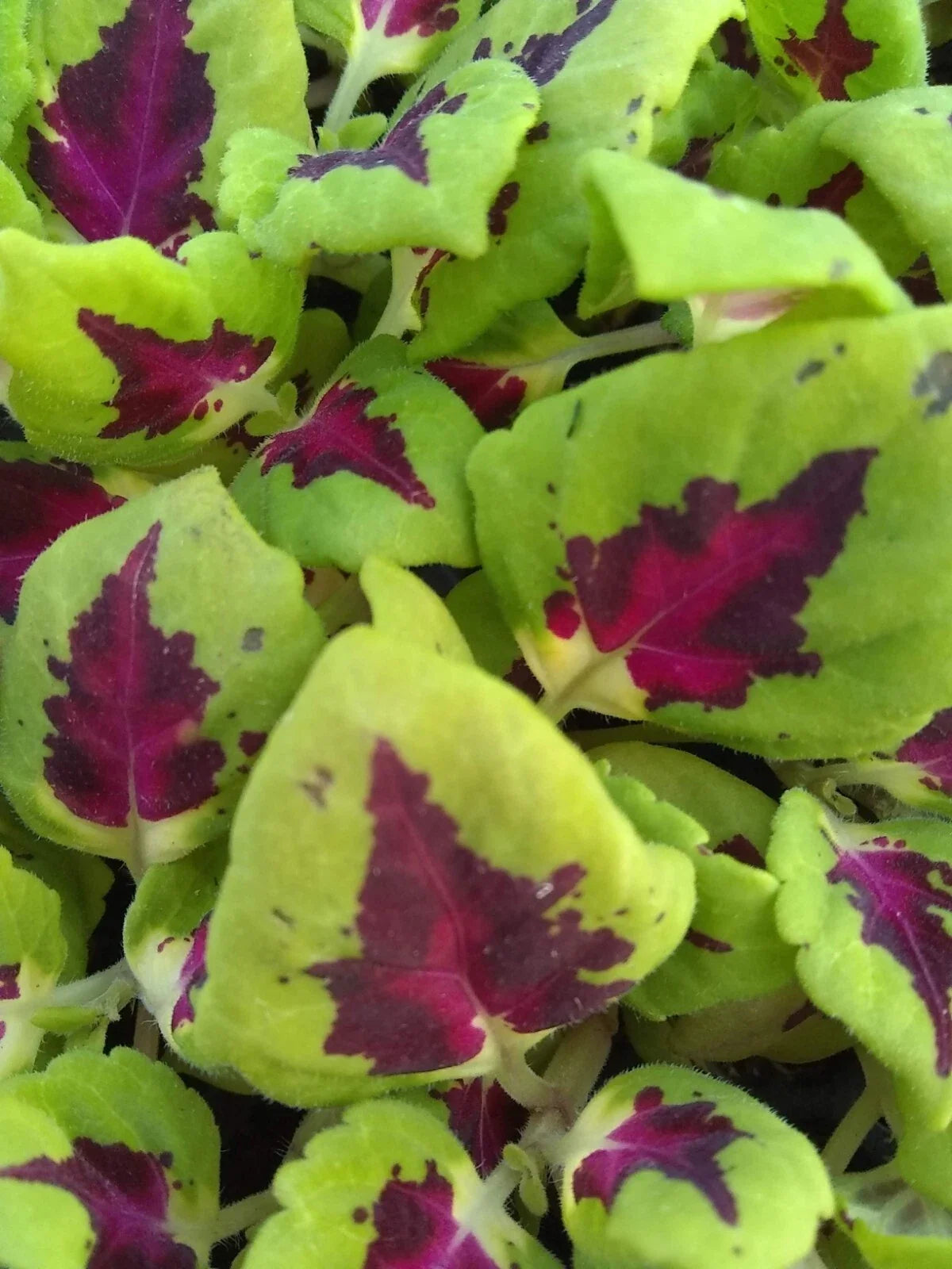Coleus Plants Plugs 10 Pack, Heart-Shaped Leaves, Shade Tolerant, Coleus blumei, Premium Garden Starter