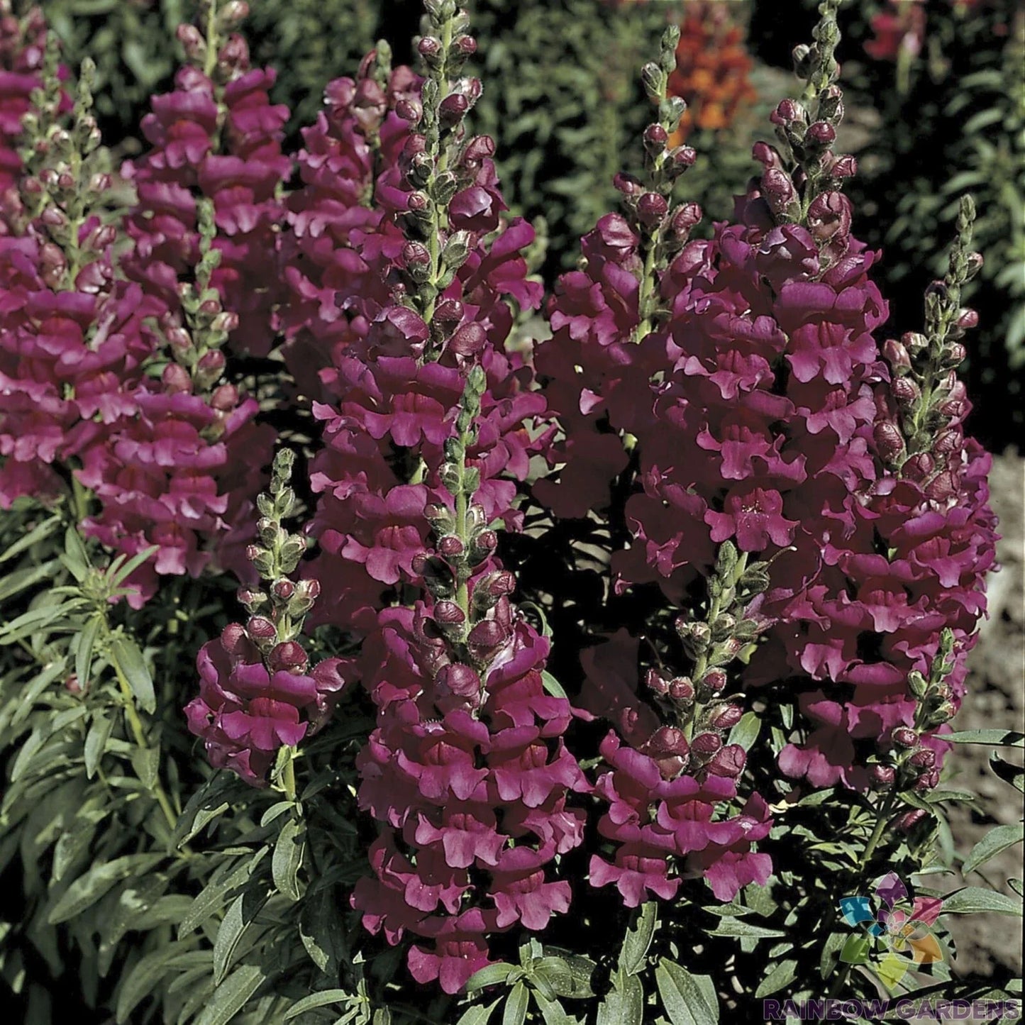Liberty Lavender Snapdragon Seeds - 1000+ Premium Antirrhinum majus for Garden, Borders, Containers, Lavender Flowers, Free Shipping USA