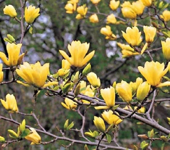 Butterfly Magnolia Seeds - 5 Pack - Fragrant Tulip-Shaped Flowers - Magnolia x soulangeana - Pollinator Attracting Garden Seeds