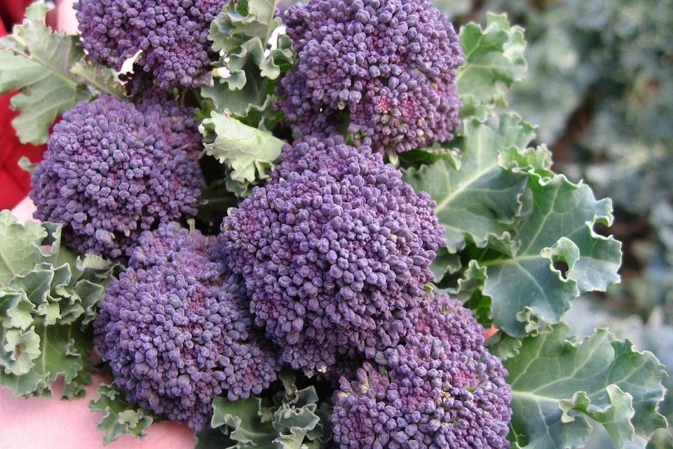 Purple Sprouting Broccoli Seeds Non-GMO Heirloom Brassica oleracea