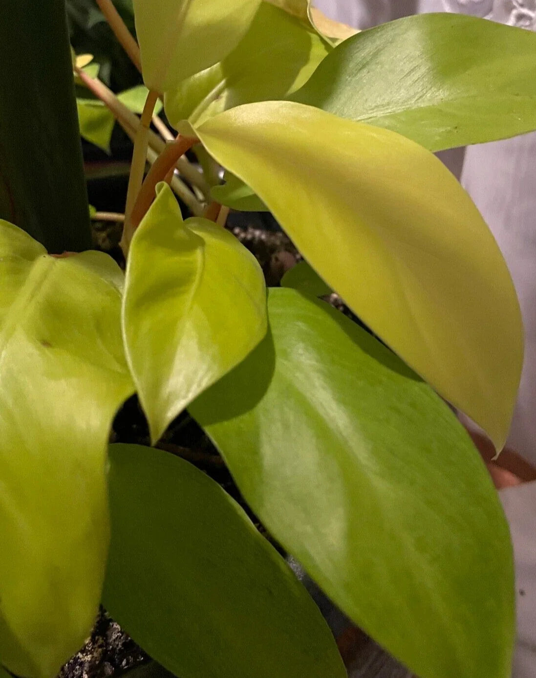 Philodendron Maylay Gold Plant 3" Pot, Golden Goddess Lemon Lime, Neon Color Indoor Houseplant, Air-Purifying Tropical Foliage
