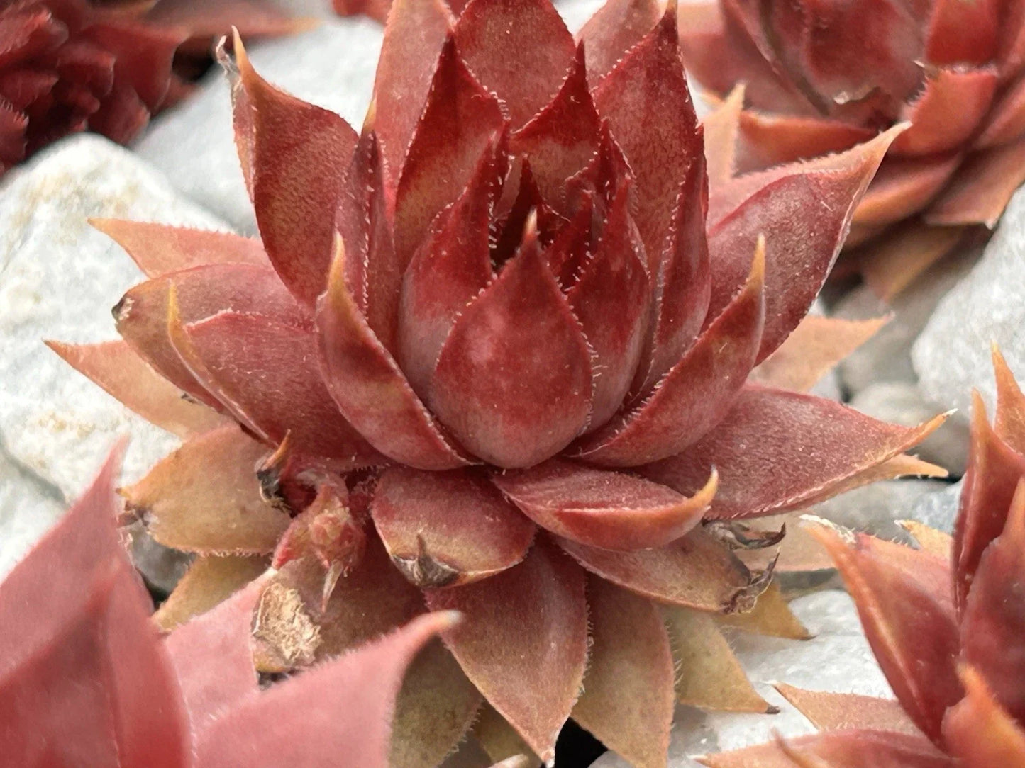 Live Sempervivum Succulent Plant, Red Beauty Variety, Drought & Cold Tolerant, Indoor & Outdoor Gardening