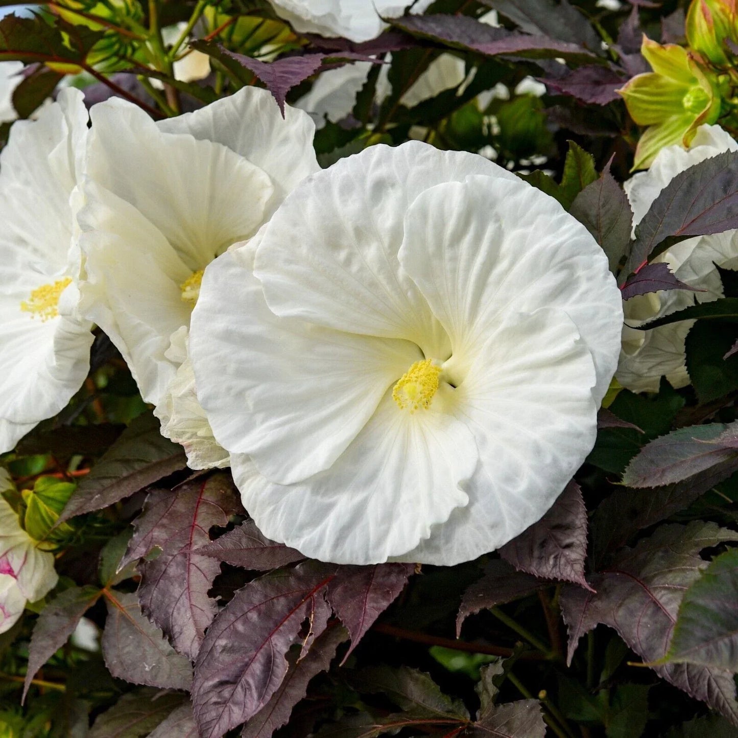 Hibiscus Cookies and Cream 5.25" Pot - Well Rooted Perennial by Proven Winners