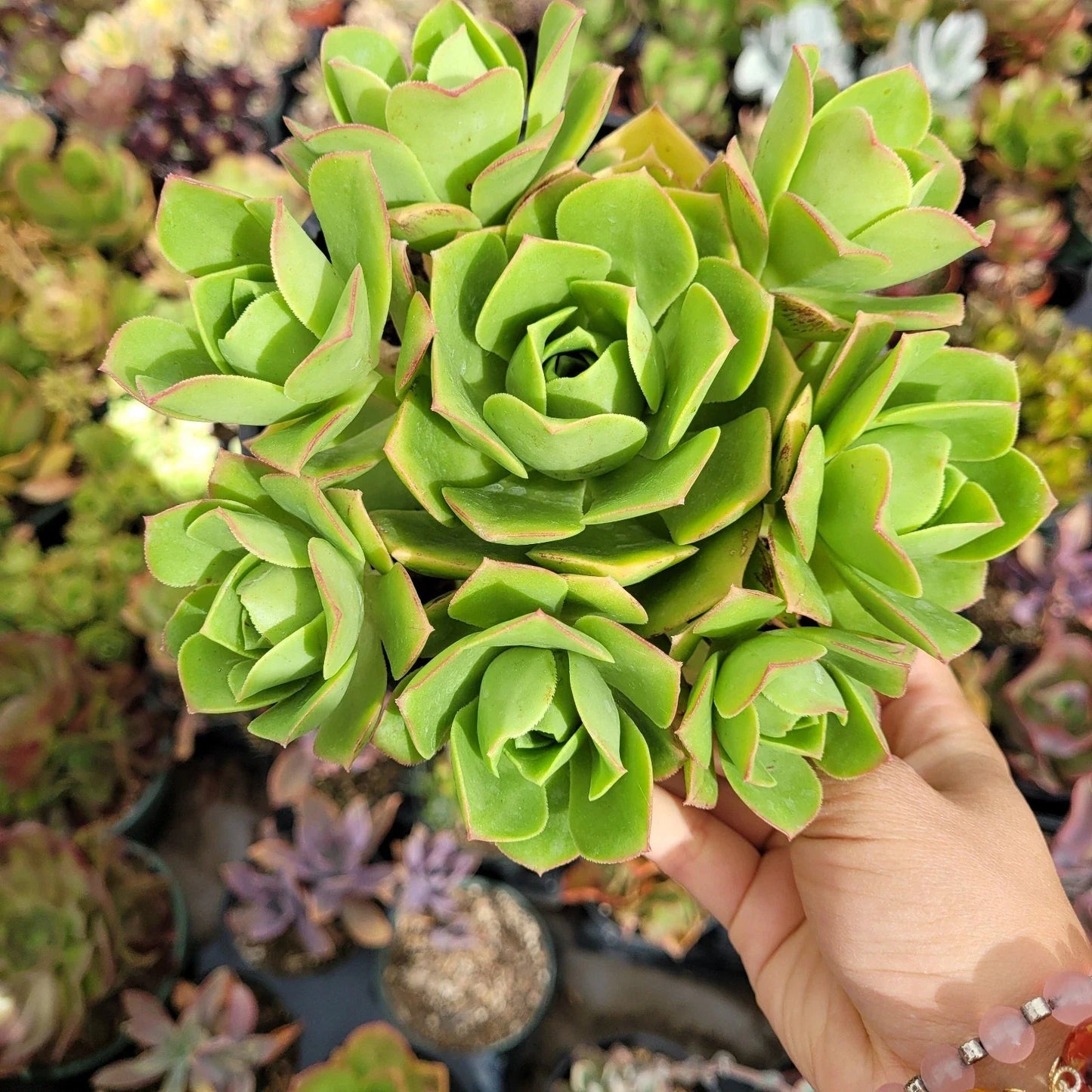 Aeonium Gomerense Live Plant - 6" Bare Root Succulent with Green Rosettes - Crassulaceae