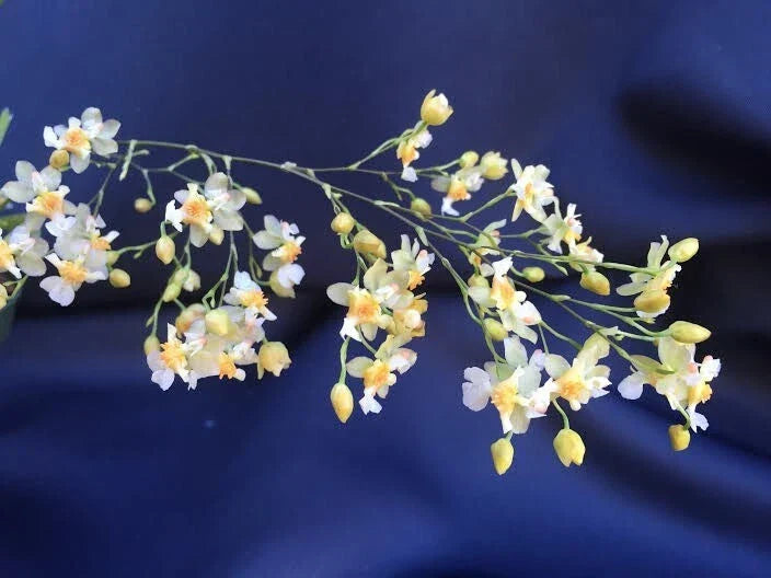 Miniature Oncidium Twinkle 'Fantasy' Orchid in 2.5" Pot - Compact Indoor Plant