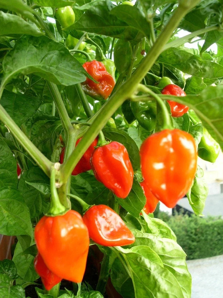 Habanero Pepper Seeds - Super Hot, Non-GMO, Capsicum chinense, Spicy Chili Seeds for Hot Sauces & Cooking