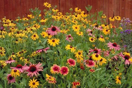 Wildflower Mix Seeds - Partial Shade Native Flower Seed Blend for Gardens - Easy-to-Grow, Pollinator-Friendly, Non-GMO