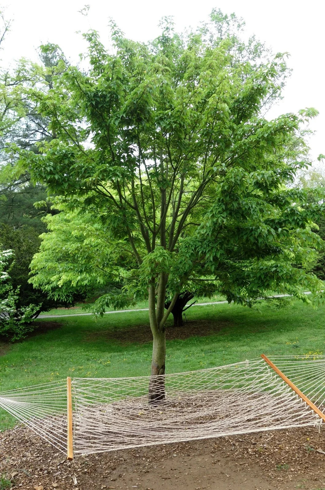 50+ David's Maple Seeds Acer davidii Rare Tree Seeds for Planting, Hardy, Fast-Growing, Deciduous Tree