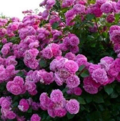 Climbing Purple Rose Seeds - Perennial Flower Seeds for Garden, Rosa 'Climbing Purple', Attracts Pollinators, 10 Seeds