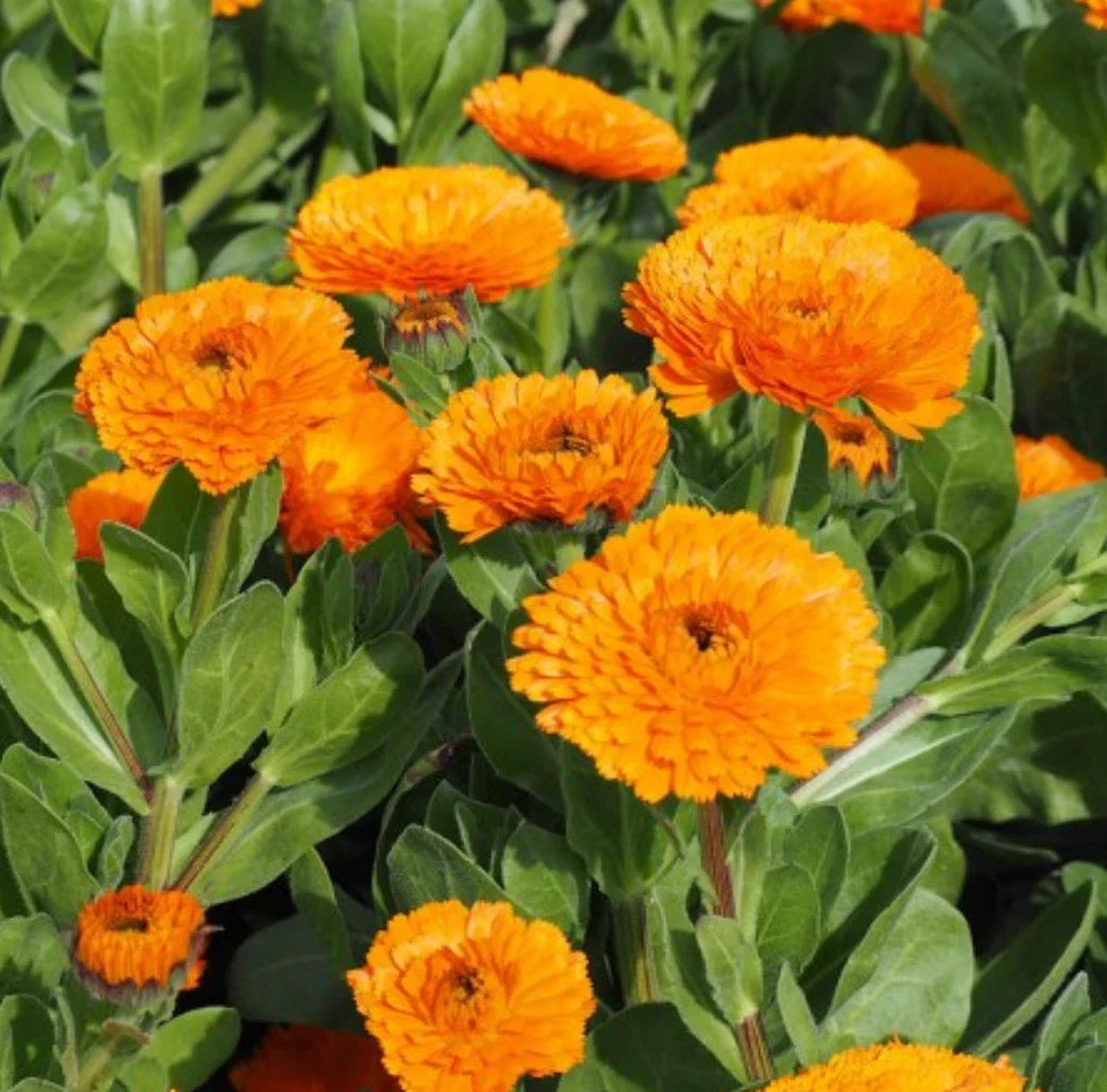 Calendula Seeds - Bright Orange Flowers - Calendula officinalis - Garden, Container, Edible, Pollinator-Friendly