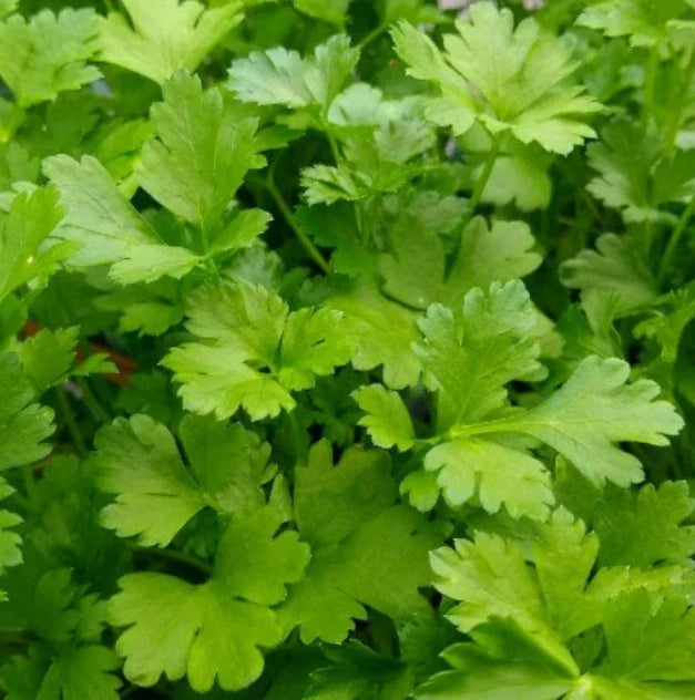 Italian Giant Parsley Seeds - 500 Non-GMO Culinary Herb Seeds for Container Garden