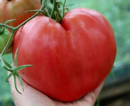 Anna Russian Tomato Seeds - 120+ Heirloom Organic Non-GMO Seeds