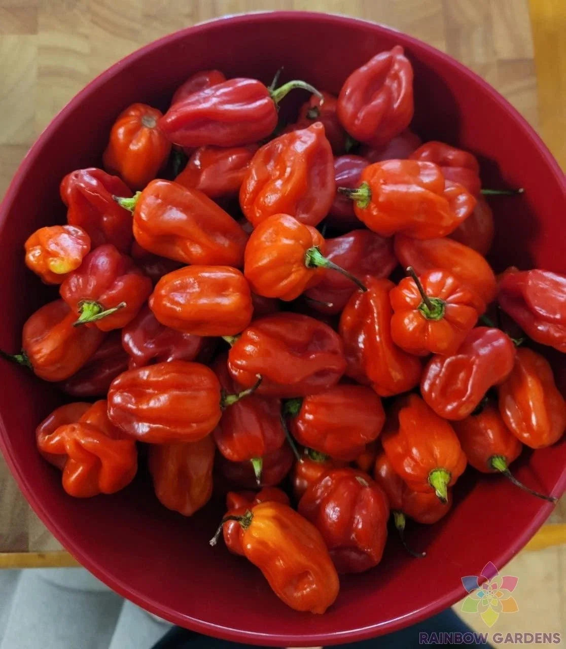 Habanero Red Hot Pepper Seeds – 25+ Non-GMO Capsicum chinense for Home Garden, Pots, or Containers