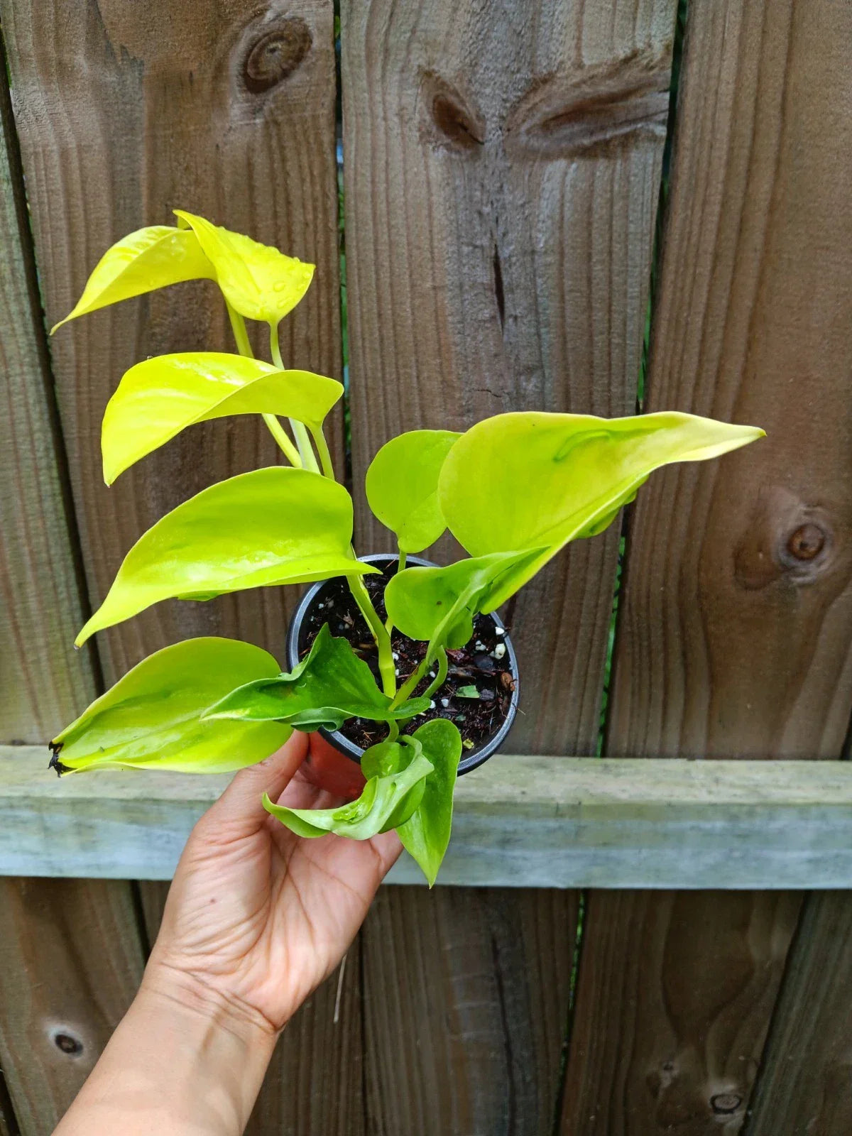 Élysées Pothos Plant | 6" Pot | Epipremnum Aureum 'Champs Élysées' | Variegated Indoor Vine