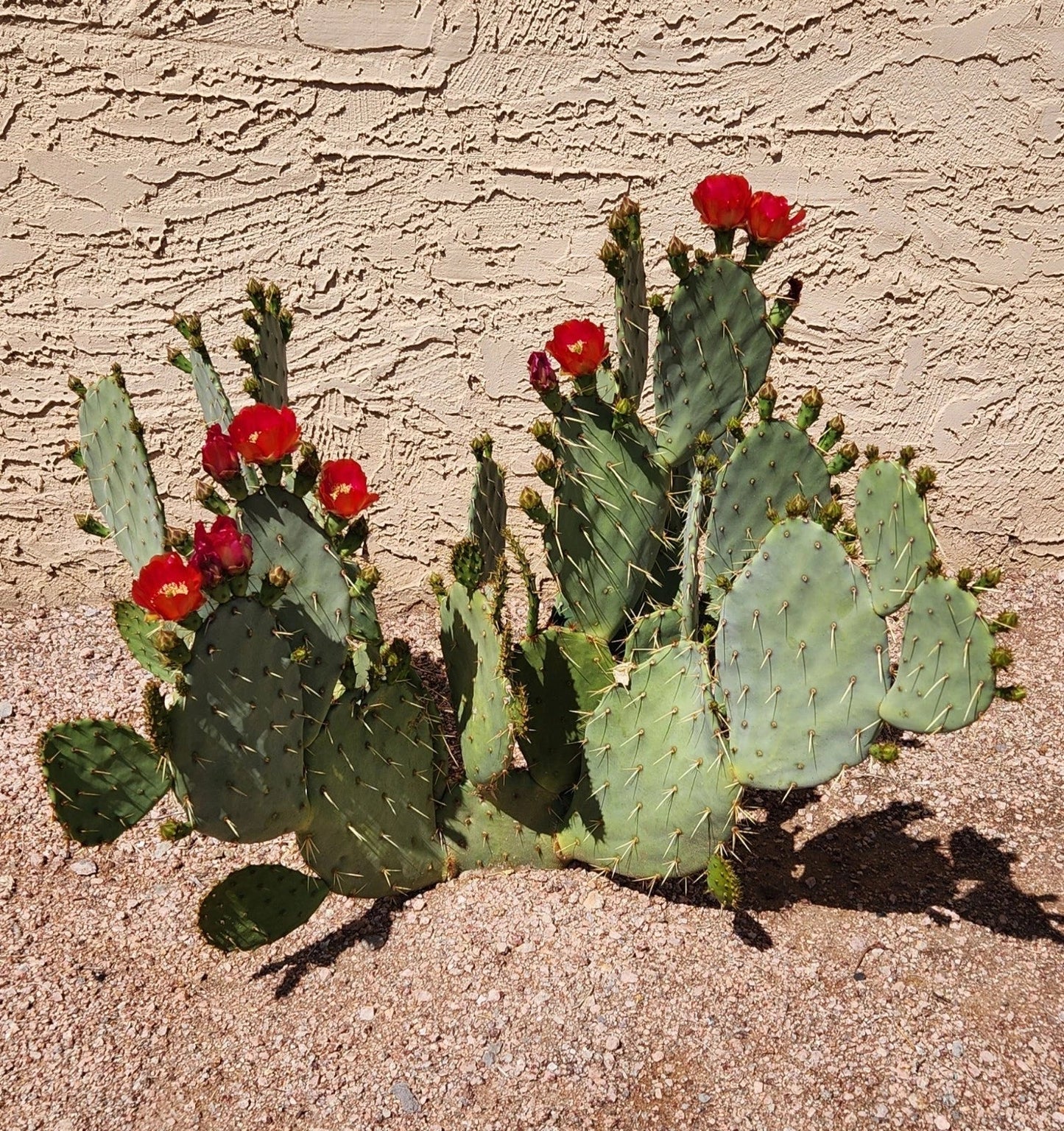 Opuntia 'Fruit Punch' Hybrid Prickly Pear Cactus Pad Cutting - Live Succulent Plant