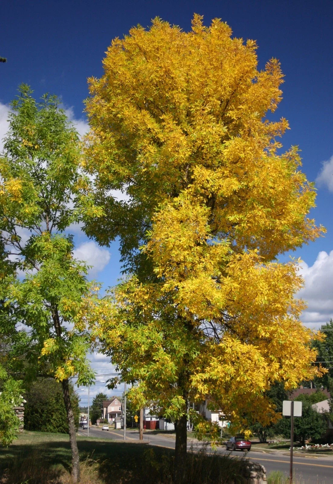 Green Ash Tree Seeds - 25 Pack - Fraxinus Pennsylvanica - Native Deciduous Tree for Landscaping & Reforestation