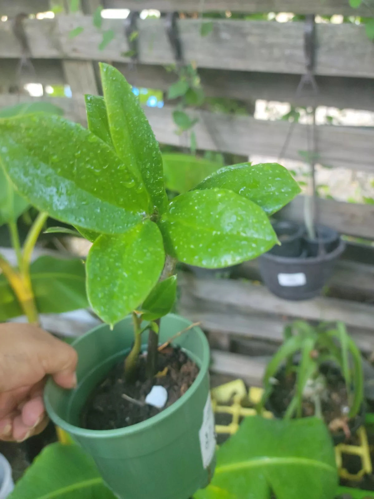 Raven ZZ Plant 4" Pot Indoor Houseplant Low Light Tolerant Air Purifying Zamioculcas zamiifolia