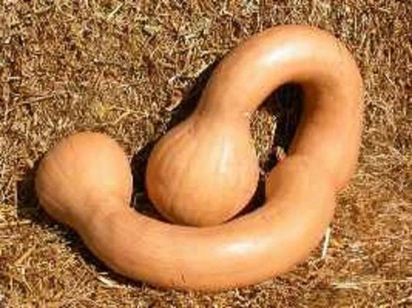 Long Neck Pumpkin Seeds - 10+ Dutch Crookneck Butternut Squash - Cucurbita moschata, Vining, Organic, Heirloom, Fall Harvest