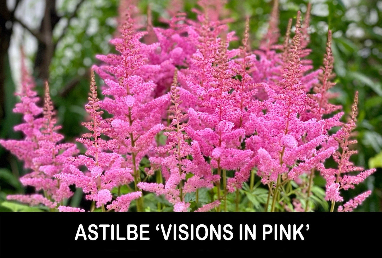 Astilbe Bare Root Starter Plants - 'Visions in Pink' - Shade Perennial - Astilbe × arendsii