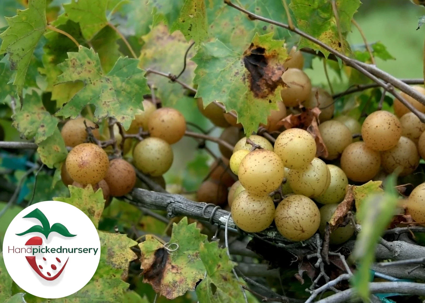 Sweet Jenny Muscadine Grape Vine - 2 Year Old Bare Root Live Plant - Vitis rotundifolia - 1-2ft climbing vine
