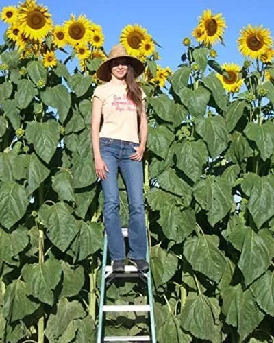 Skyscraper Sunflower Seeds - 100 Non-GMO Helianthus annuus - USA Seller
