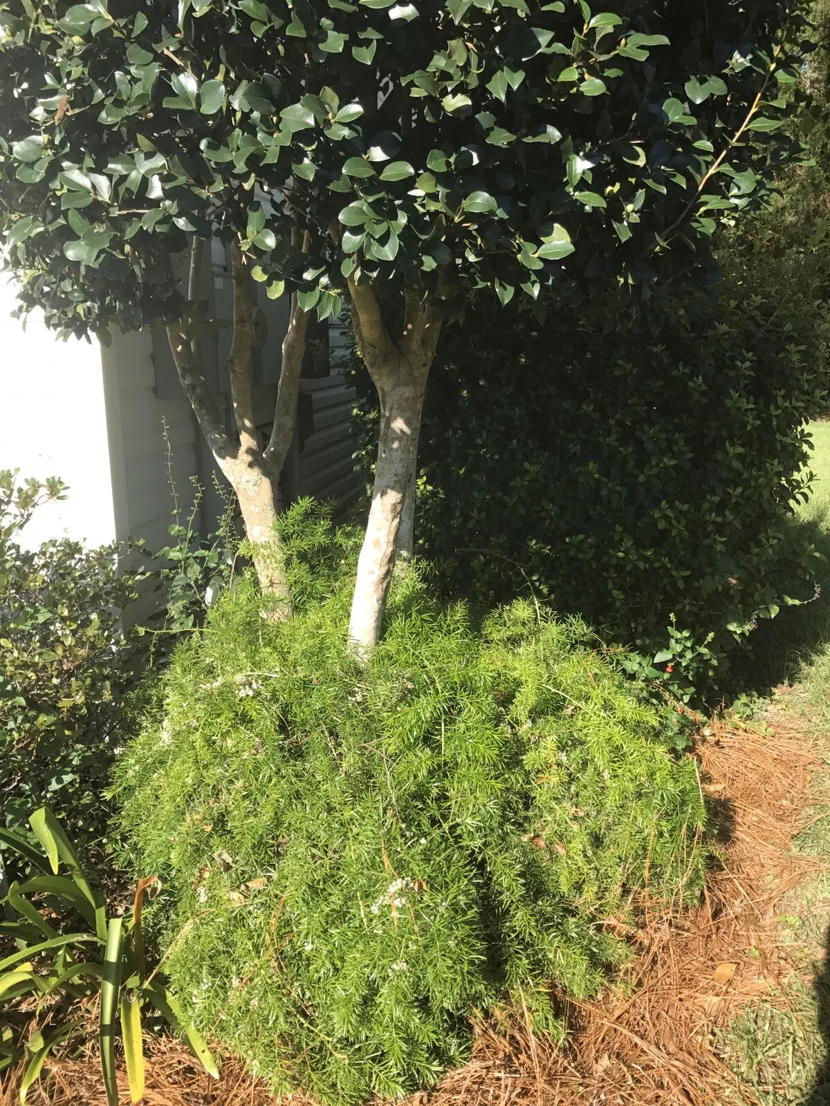 Ornamental Asparagus Fern 4" Pot Trailing Houseplant Asparagus aethiopicus Bare Root Shipped USPS