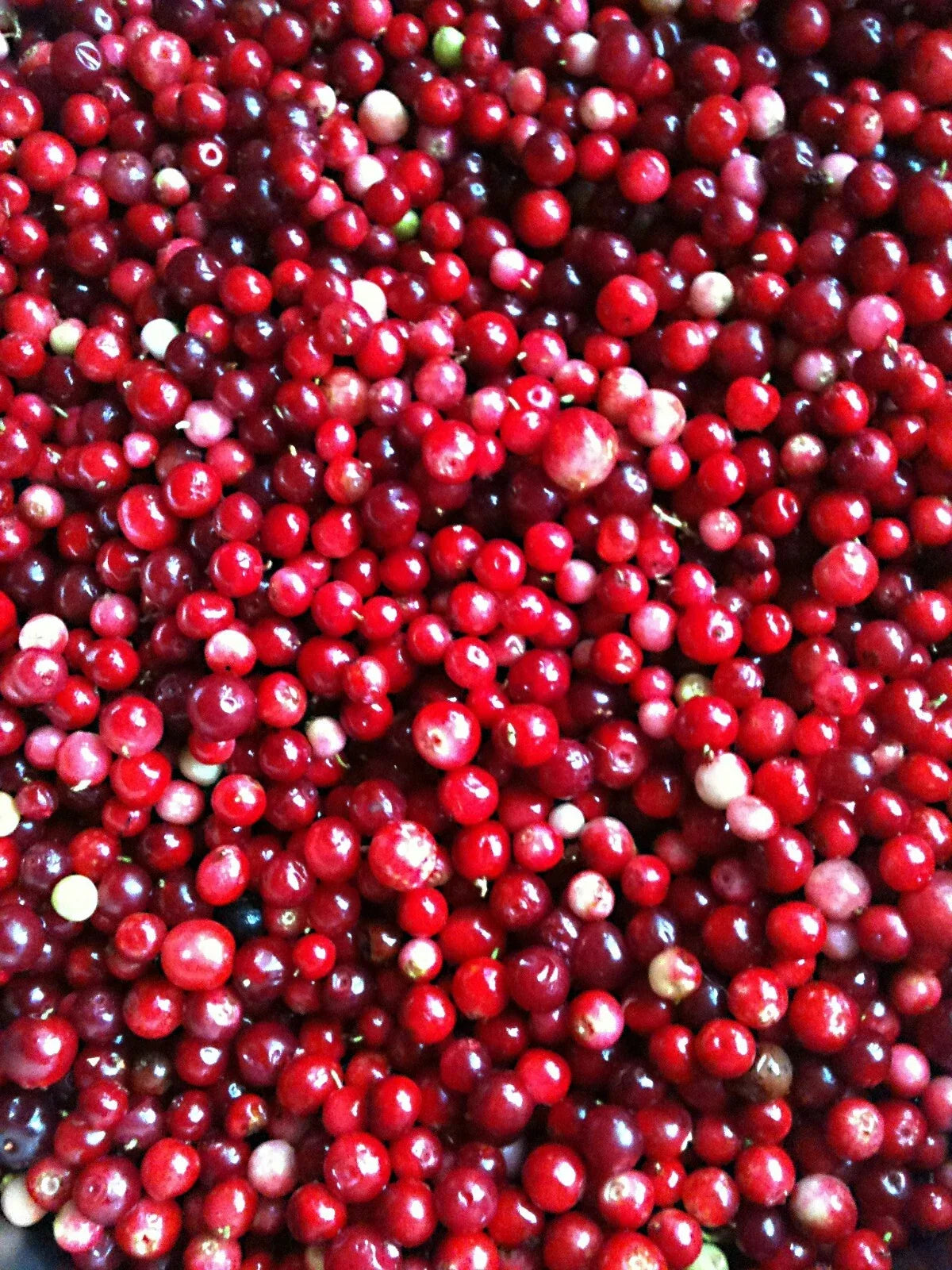 Lingonberry Seeds 25 Pack Vaccinium Vitis-Idaea Cold Tolerant Superfruit for Garden, Container & Pollinator Attracting