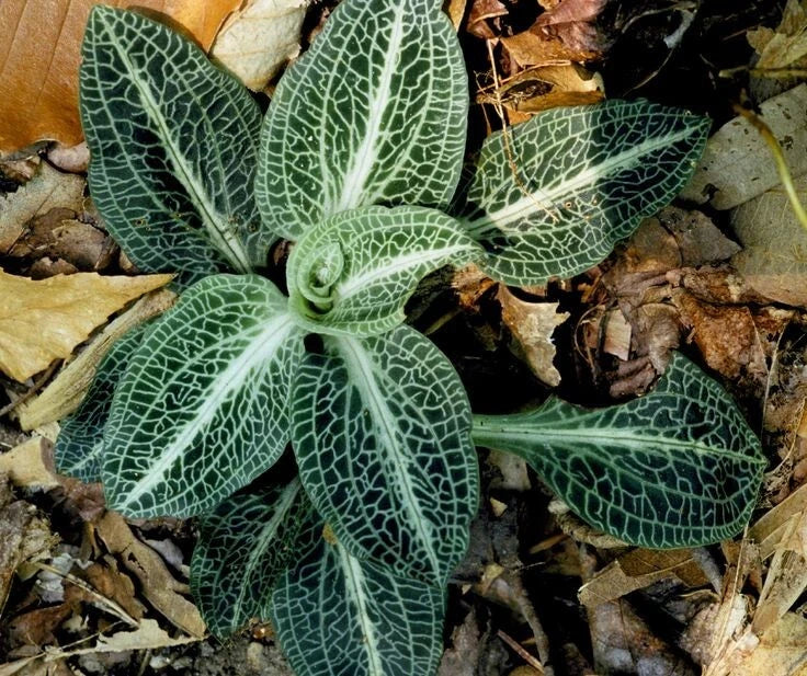 Rattlesnake Orchid Bare-Root Plant | Goodyera oblongifolia | Unique Green Foliage & White Flowers