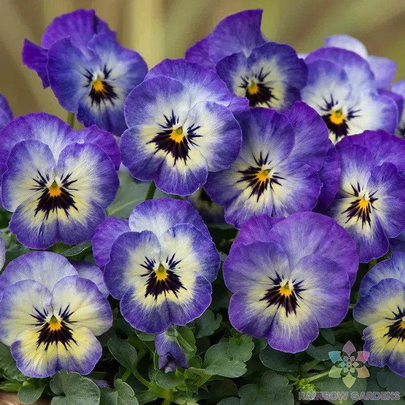 Sorbet XP Neptune Pansy Seeds - Viola x wittrockiana, Blue & Purple, 200+ Seeds for Garden Beds & Containers