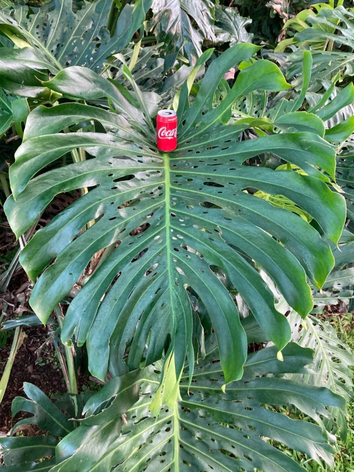 Monstera deliciosa Cutting - 24 Inch Giant Swiss Cheese Vine, Indoor Plant Propagation, Tropical Houseplant