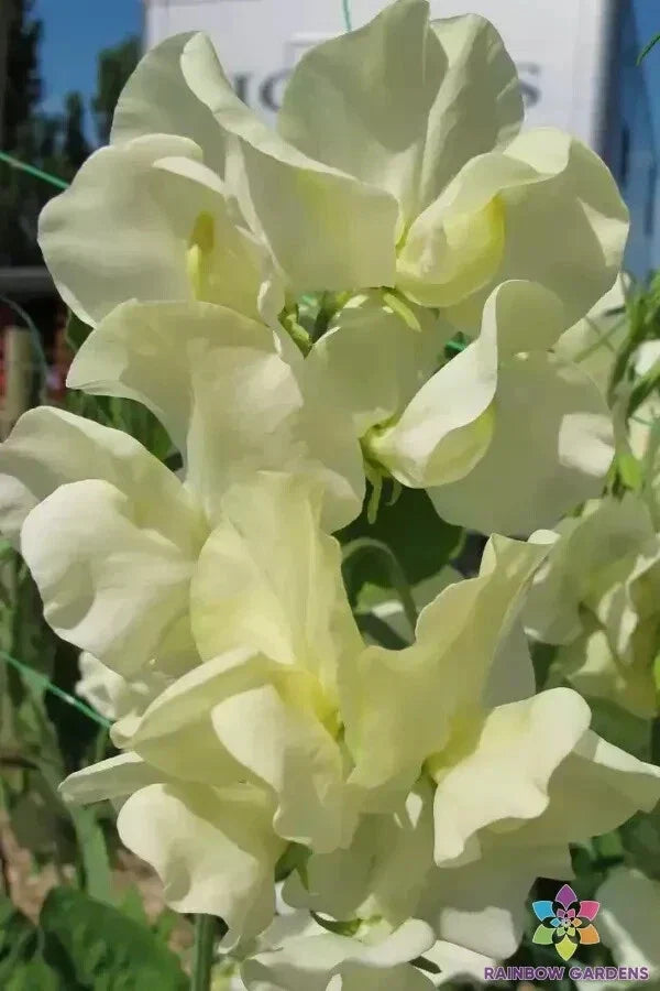 Cathy Sweet Pea Seeds – 50+ Premium Lathyrus odoratus Flower Seeds for Garden Trellises & Arbors – Fragrant, Colorful Blooms