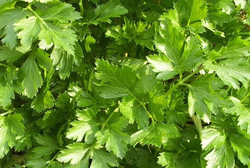 Organic Parsley Live Starter Plant - Giant of Italy Herb - Petroselinum crispum - Fresh Culinary Herb