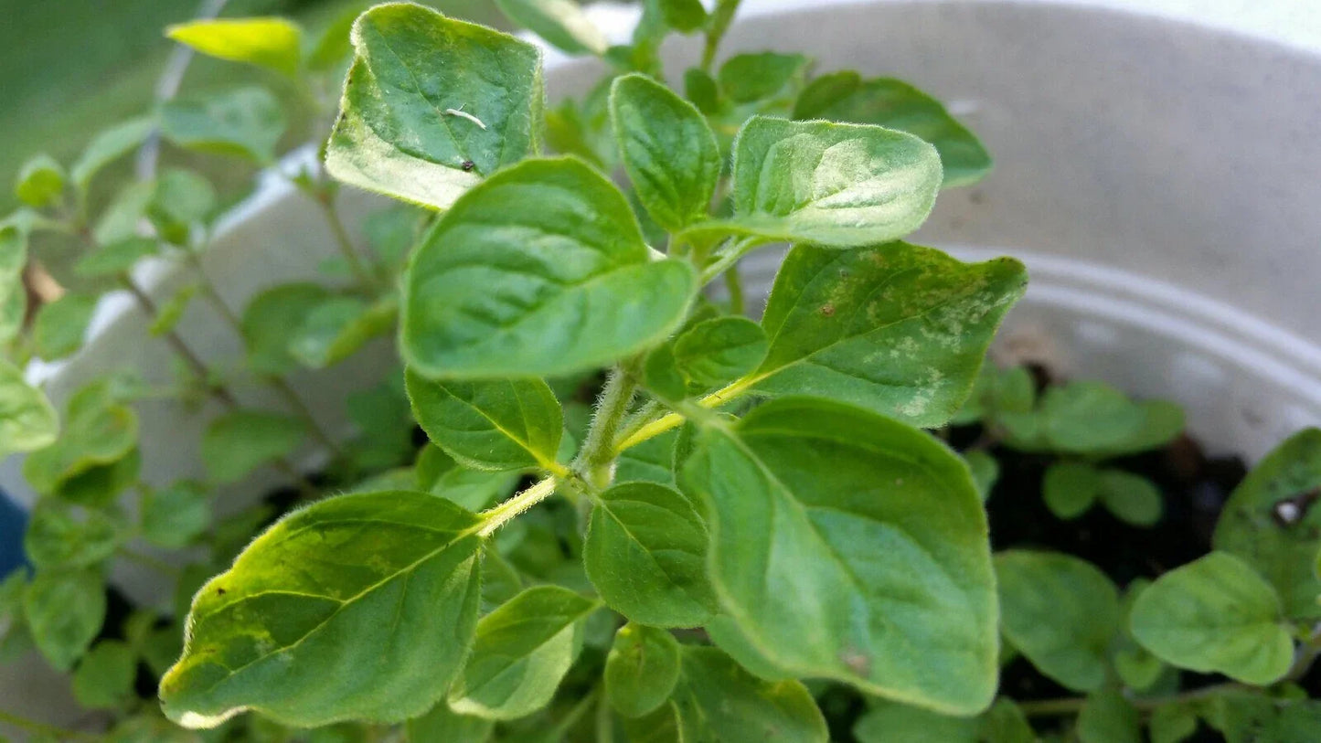 Greek Oregano Live Bareroot Plant Cutting 2-4" | Origanum vulgare subsp. hirtum
