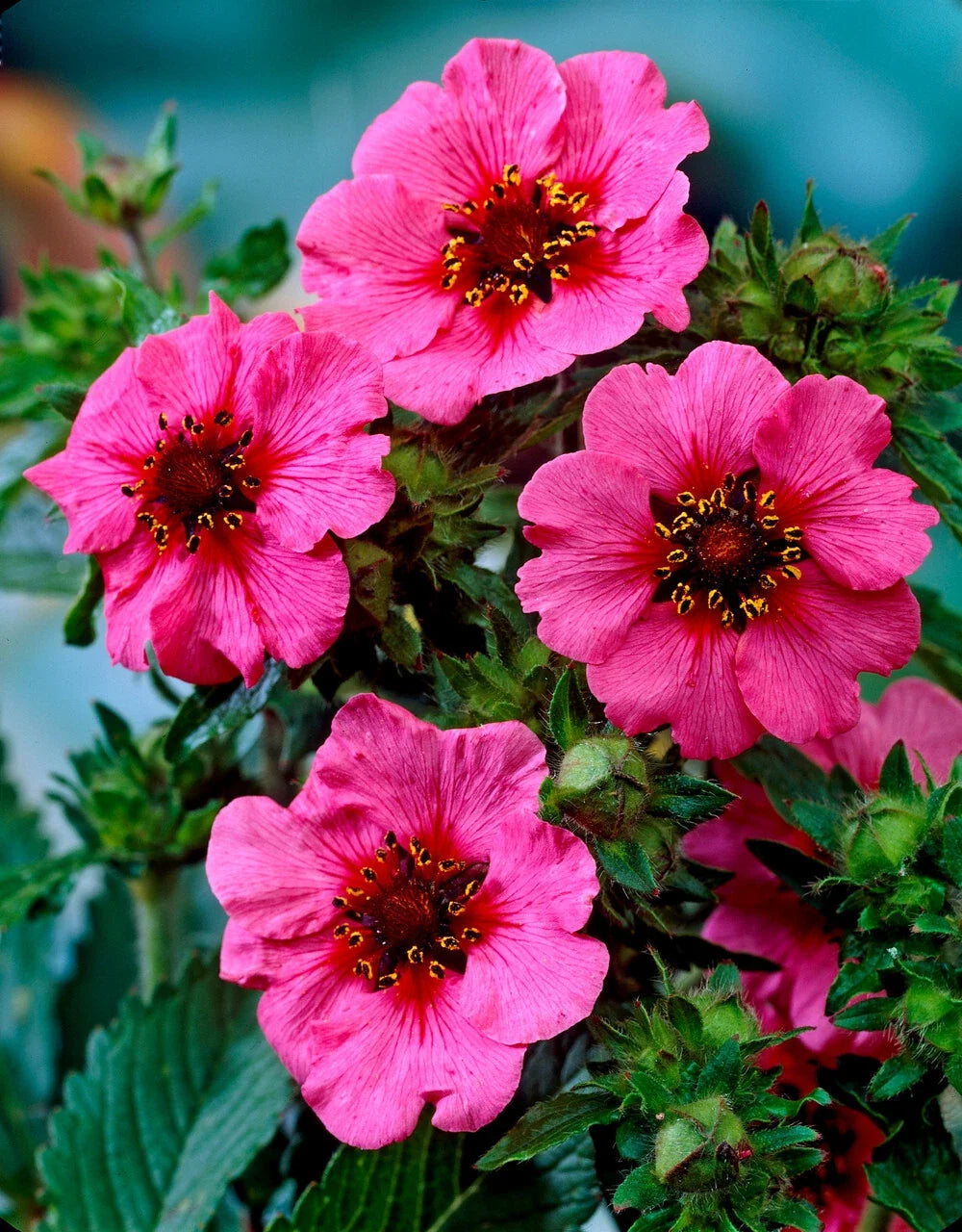 Potentilla Seeds - 100 Count - Bright Pink Flowers with Red Centers - Potentilla fruticosa 'Miss Willmott'
