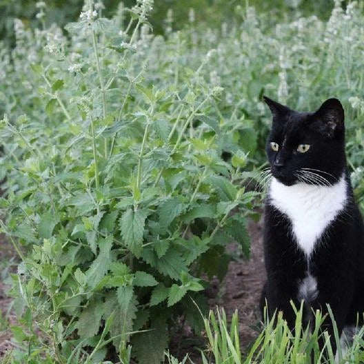 Catnip Seeds - 500 Non-GMO Perennial Herb for Cats - Nepeta cataria - Garden Plant for Indoor & Outdoor Growing