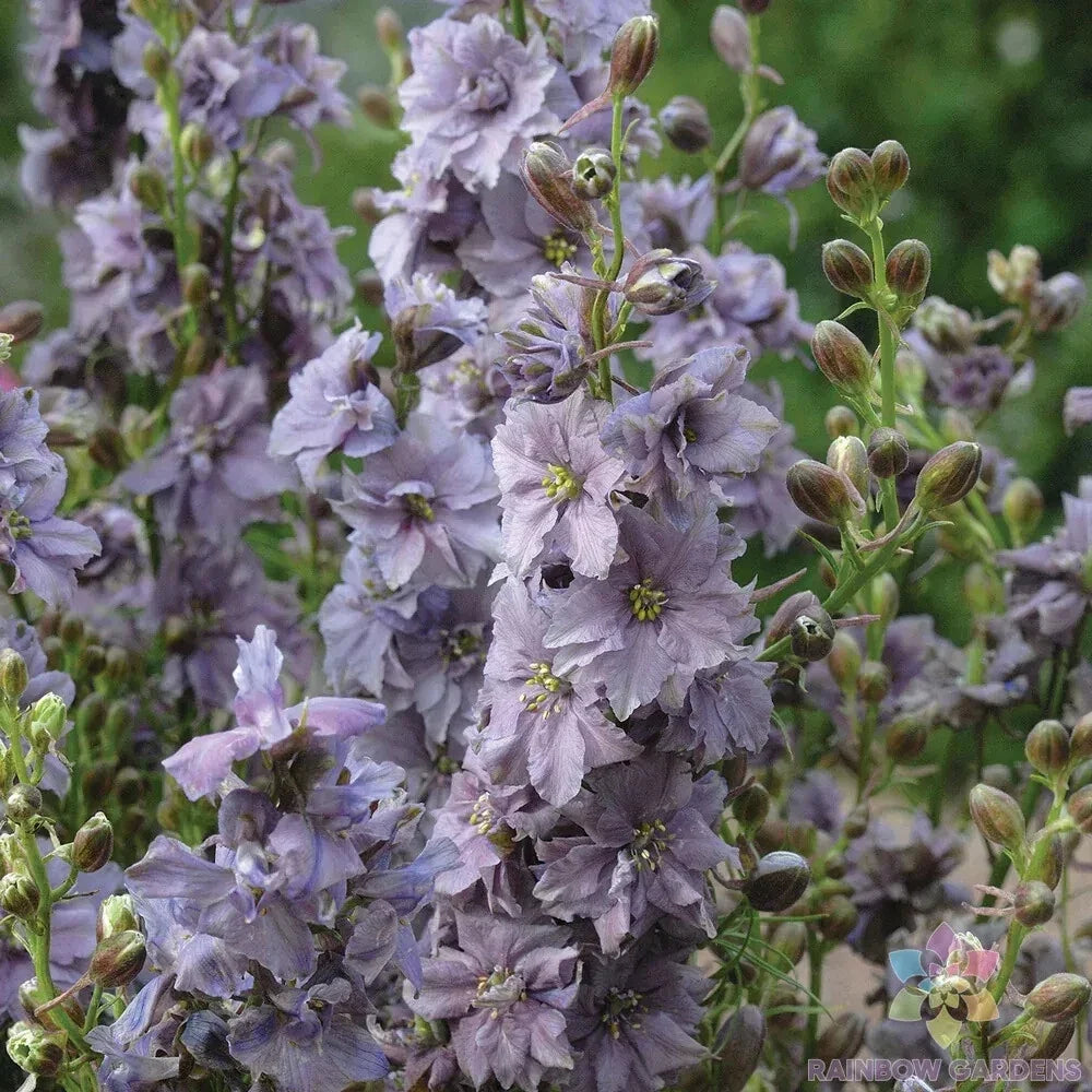 Misty Lavender Delphinium Seeds - 200+ Count, Garden Planting, Perennial, Delphinium elatum, Full Sun, Easy to Grow