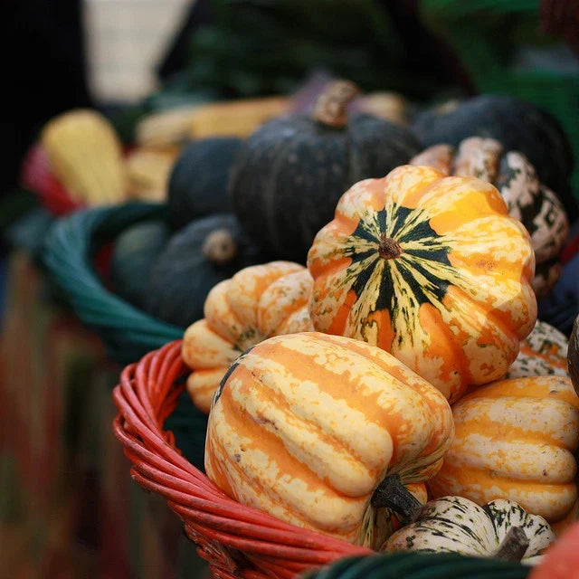 Festival Winter Squash Seeds - Cucurbita pepo, Vining, Colorful Skin, Open-Pollinated, Non-GMO, 20 Seeds for Planting