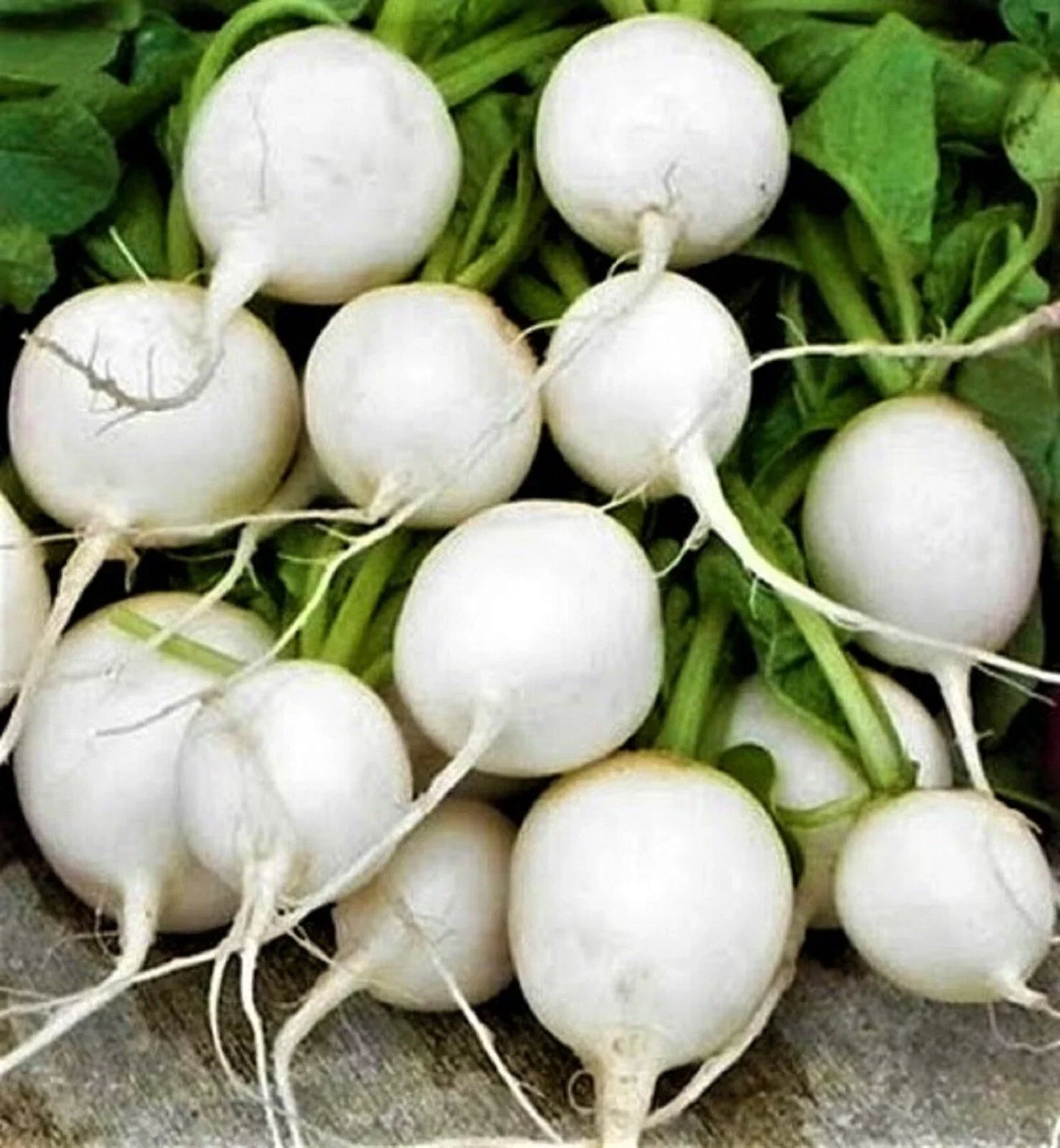 Hailstone Radish Seeds, Non-GMO, 200+ Raphanus sativus Vegetable Garden Seeds for Fast-Growing Salad Radishes