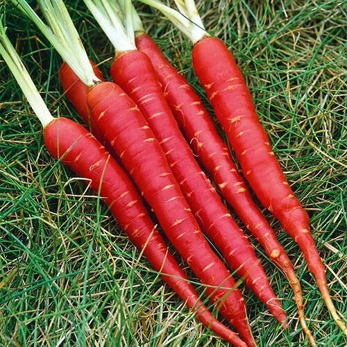 Atomic Red Carrot Seeds - Heirloom Non-GMO Daucus carota Vegetable Seeds for Home Garden, Vibrant Red Color, Easy to Grow