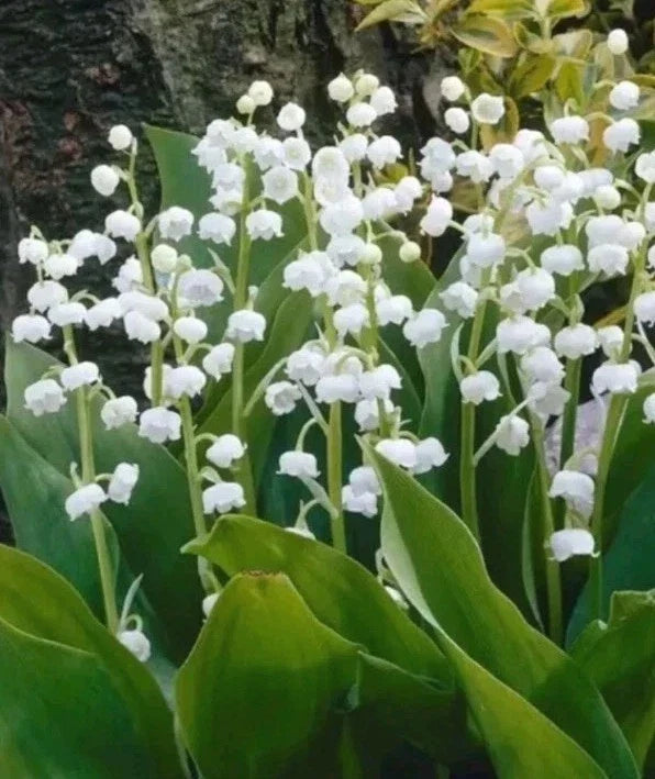Live Lily of the Valley Plants - Rooted Pips, Fragrant Convallaria majalis, Ground Cover, Shade Perennial