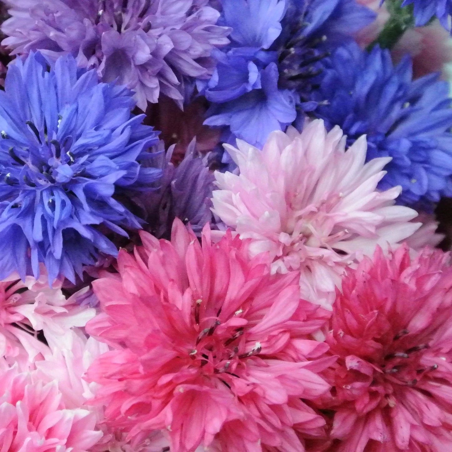 Cotton Candy Mix Bachelor Button Seeds - 1000+ Centaurea cyanus Annual Flower for Borders & Cutting Gardens