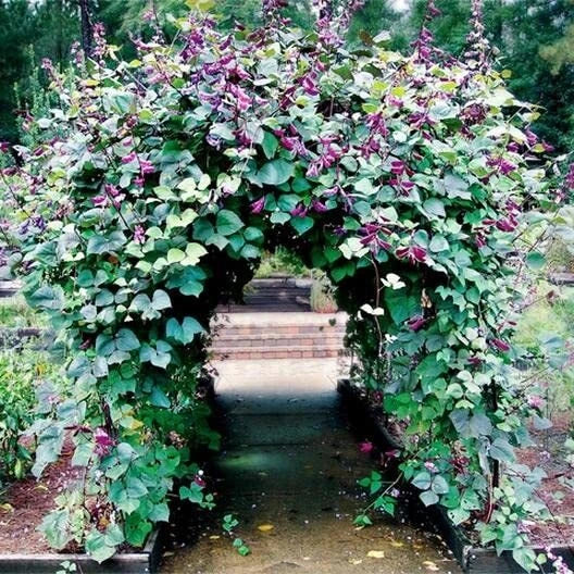 Hyacinth Bean Vine Seeds - 20 Pack, Purple Pod Beans, Dolichos Lablab, Climbing Vine for Trellises and Arbors