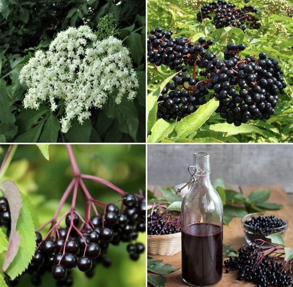 Organic Elderberry Seeds 25 Pack Sambucus nigra for Immunity, Fruit Syrup, DIY Gardening, Non-GMO, Perennial Shrub
