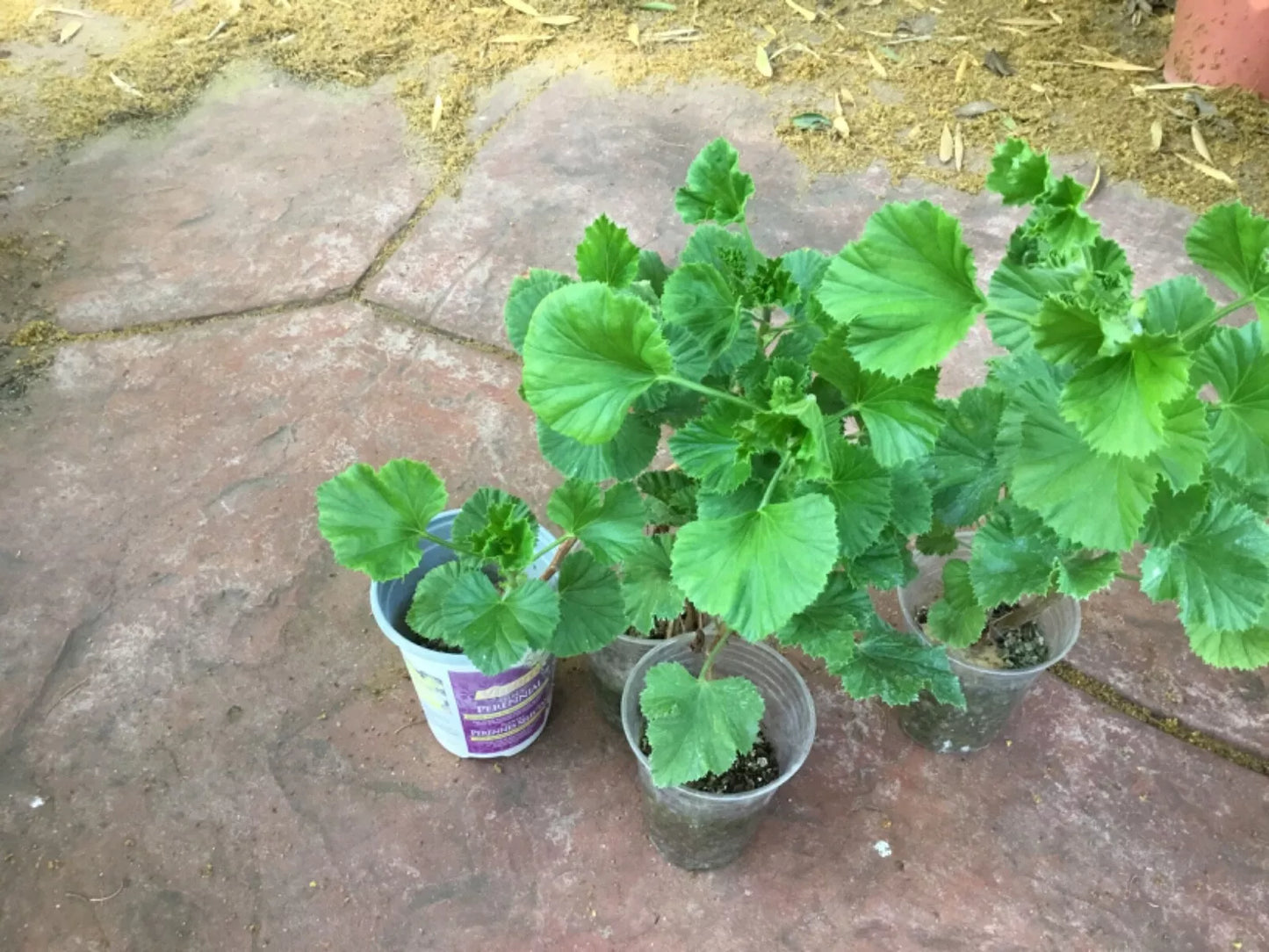 Martha Washington Geranium Plants 2 Years Old Pelargonium × domesticum