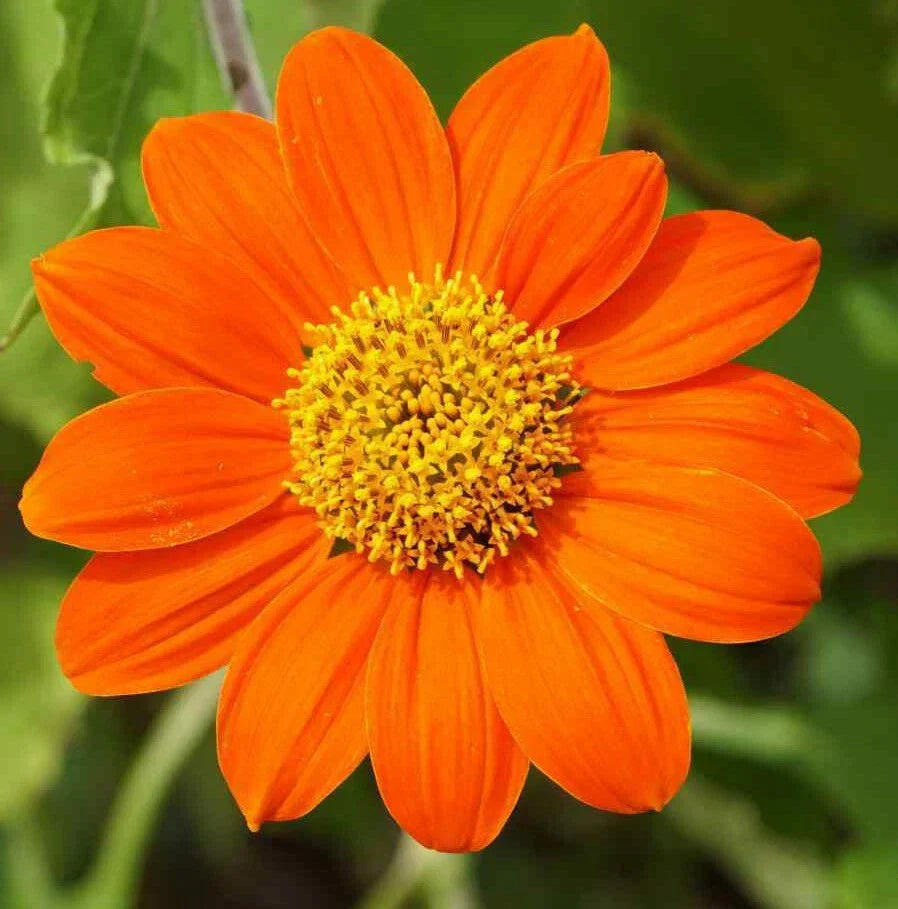 Mexican Sunflower Seeds - 50+ Tithonia Annual Orange Flowers for Garden