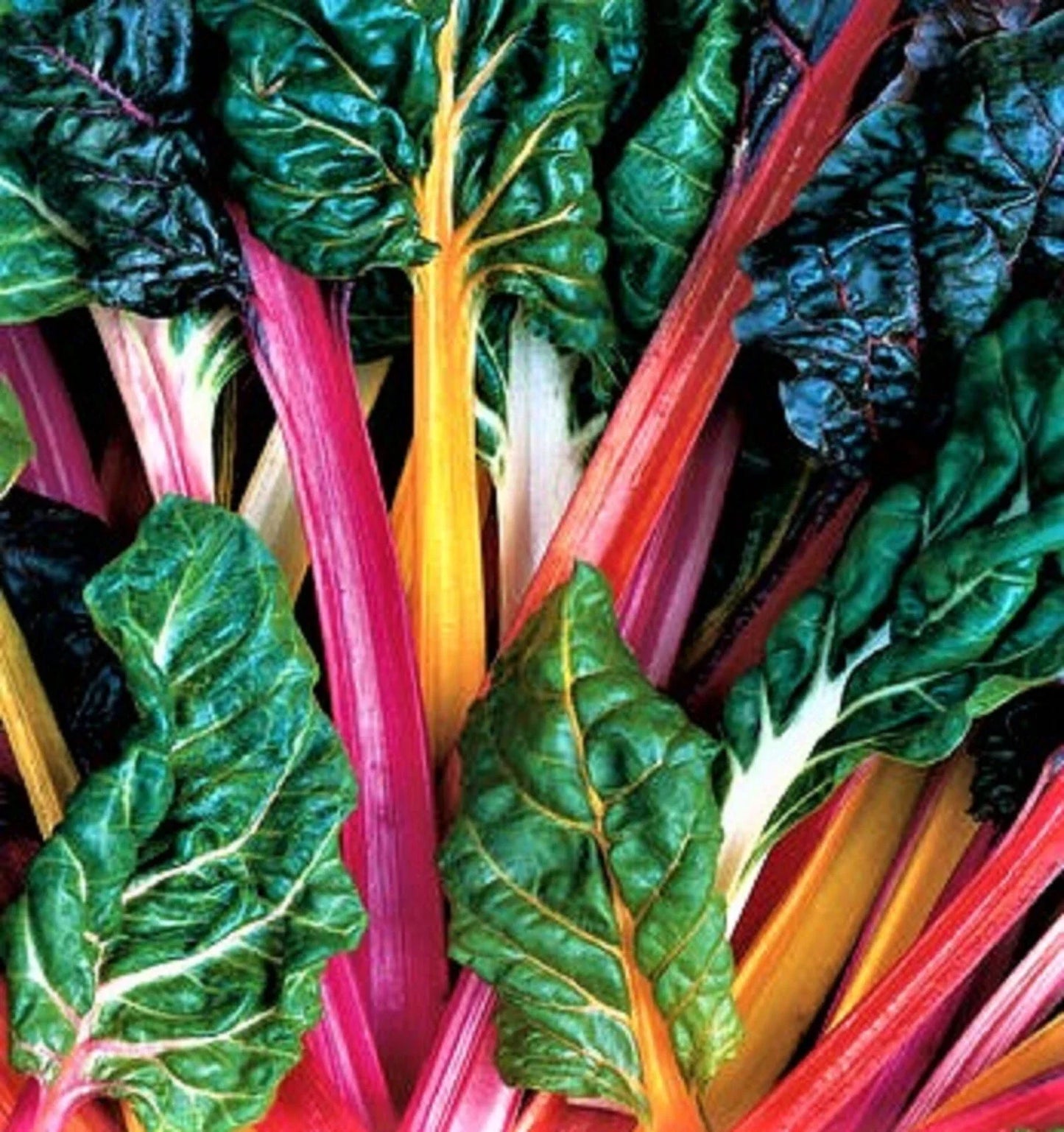 Bright Lights Swiss Chard Seeds 100+ Non-GMO Rainbow-Colored Beta vulgaris var. cicla Seed Packet