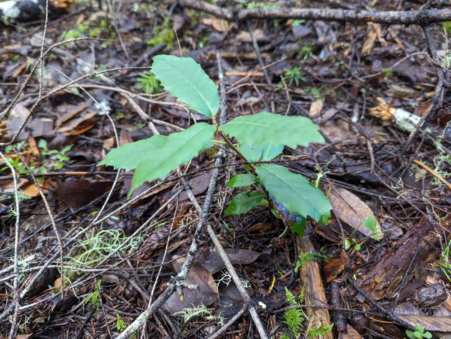 Tan Oak Seedling 4-inch Notholithocarpus densiflorus Native Tree for Landscaping and Restoration