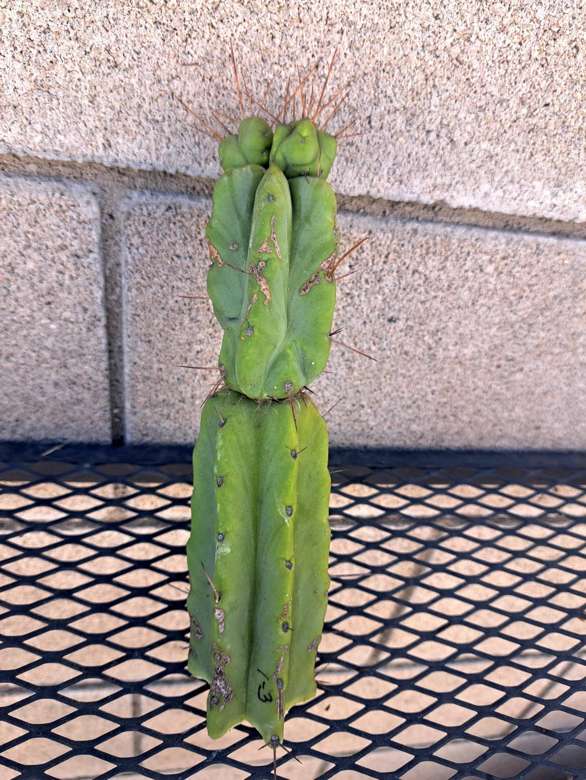 Cereus Bridge Cactus Cutting - 3 Inches Succulent - Unique Cereus peruvianus Cactus for Indoor & Outdoor Gardens