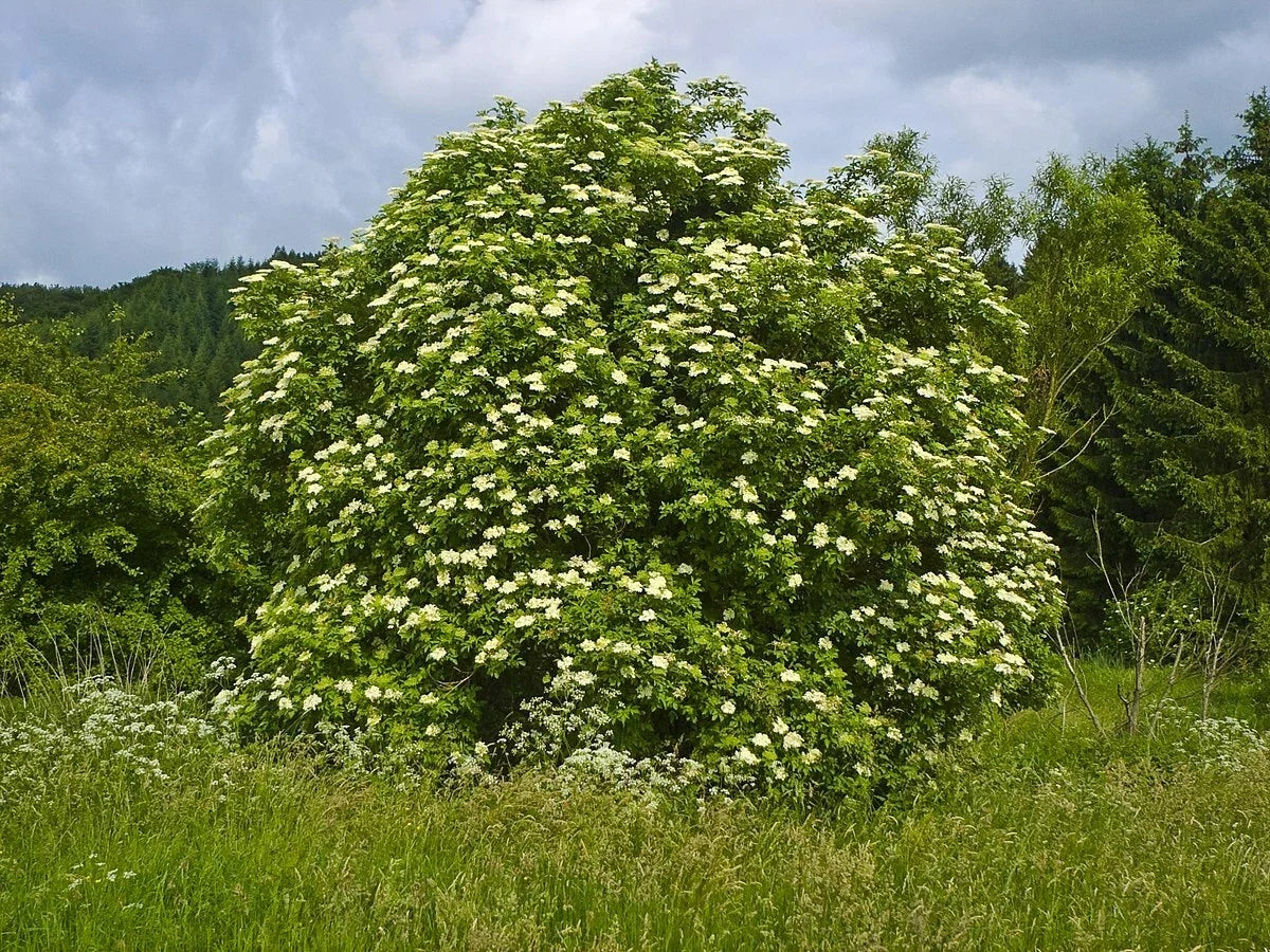 Black Elderberry Seeds, Organic Sambucus nigra, 50 Pack for Edible Gardens & Natural Landscaping