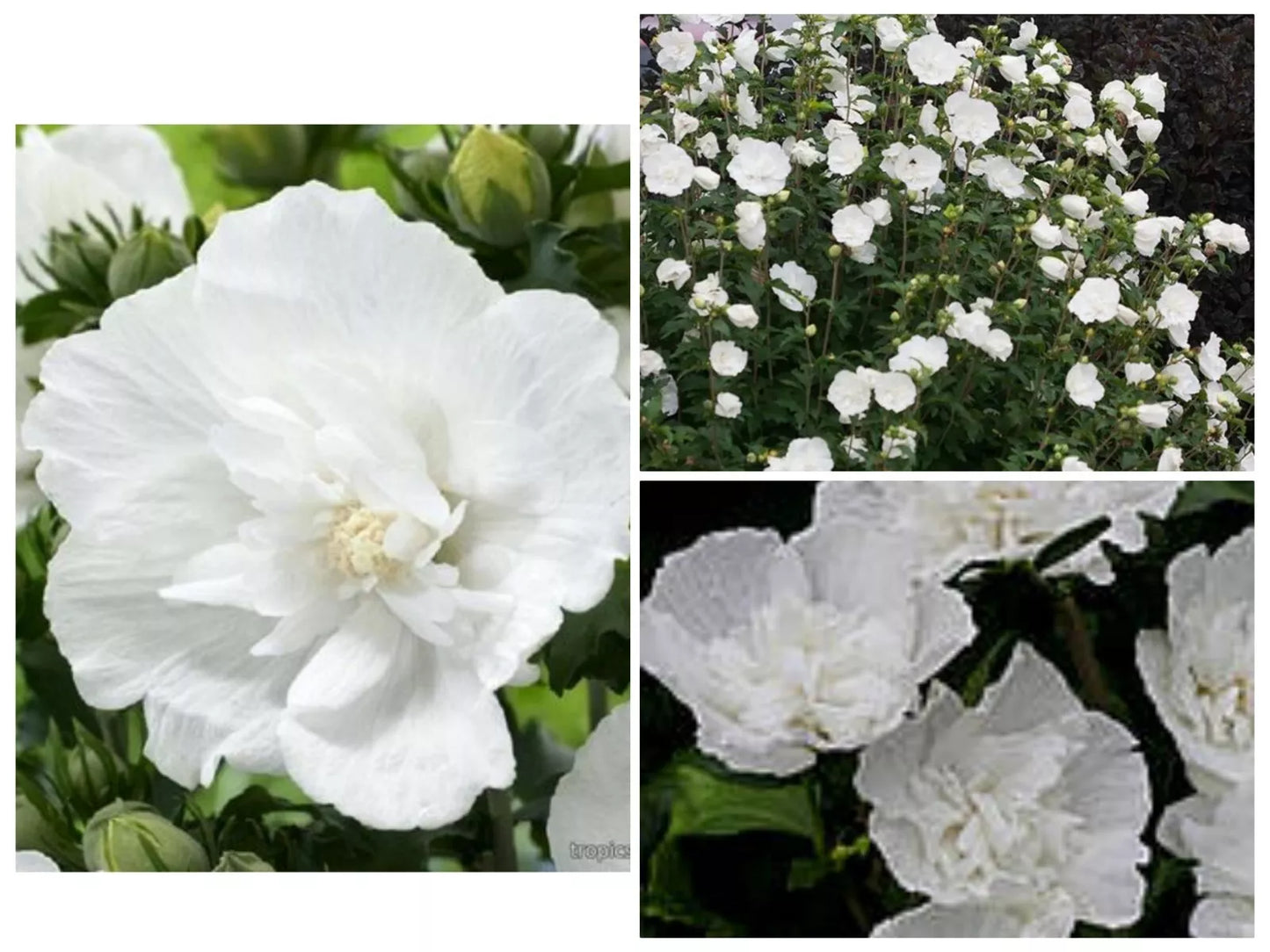Heirloom White Chiffon Double Rose of Sharon Hibiscus Seeds - 30+ Seeds, Hardy Perennial